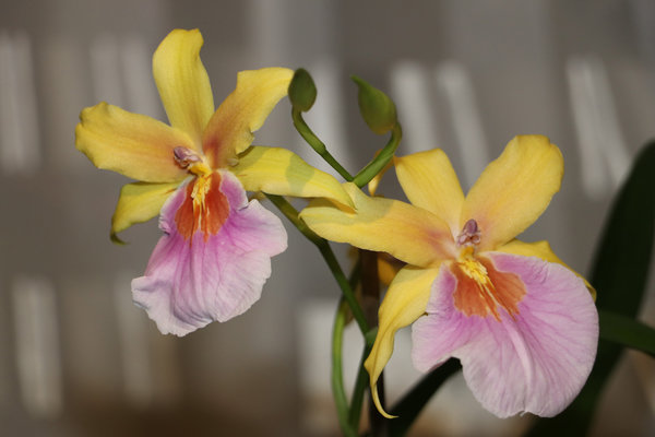 Miltonia Sunset - Miltonia Orchidee
