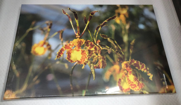 Fotoleinwand Orchidee