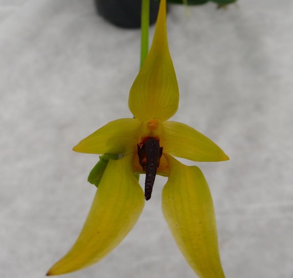 Bulbophyllum carunculatum (Topfgröße 9 cm) - Botanische Orchidee