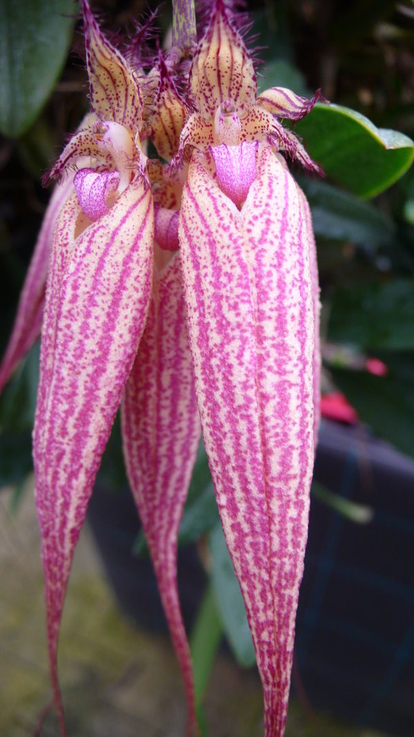 Bulbophyllum Elisabeth Ann Buckleberry (Topfgröße: 9 cm) -  Bulbophyllum - Orchidee