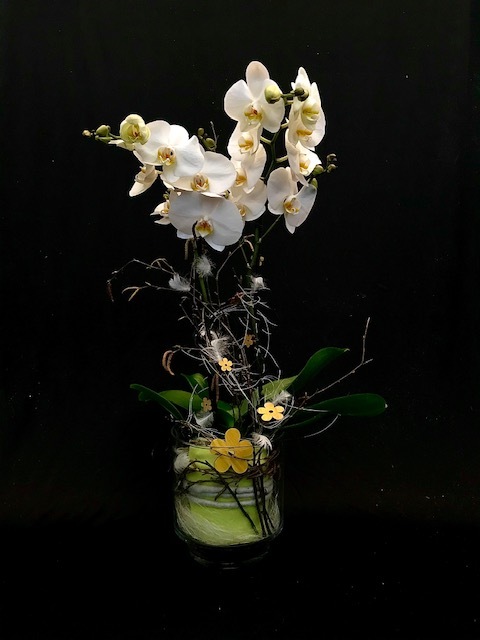 Orchideenpräsent