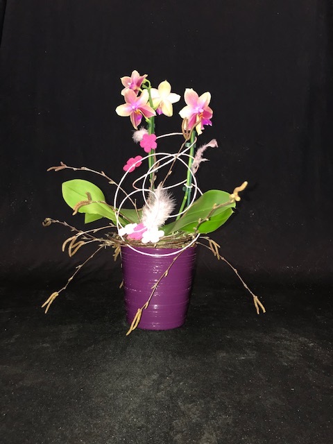 Orchideenpräsent