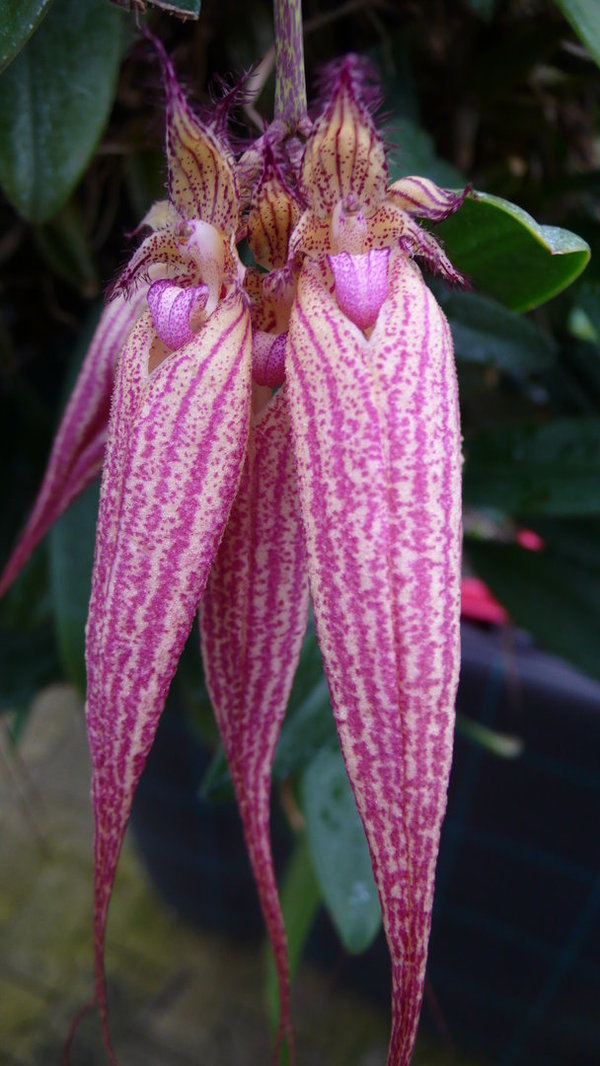 Bulbophyllum Elisabeth Ann Buckleberry (Topfgröße: 10-12 cm) -  Bulbophyllum - Orchidee
